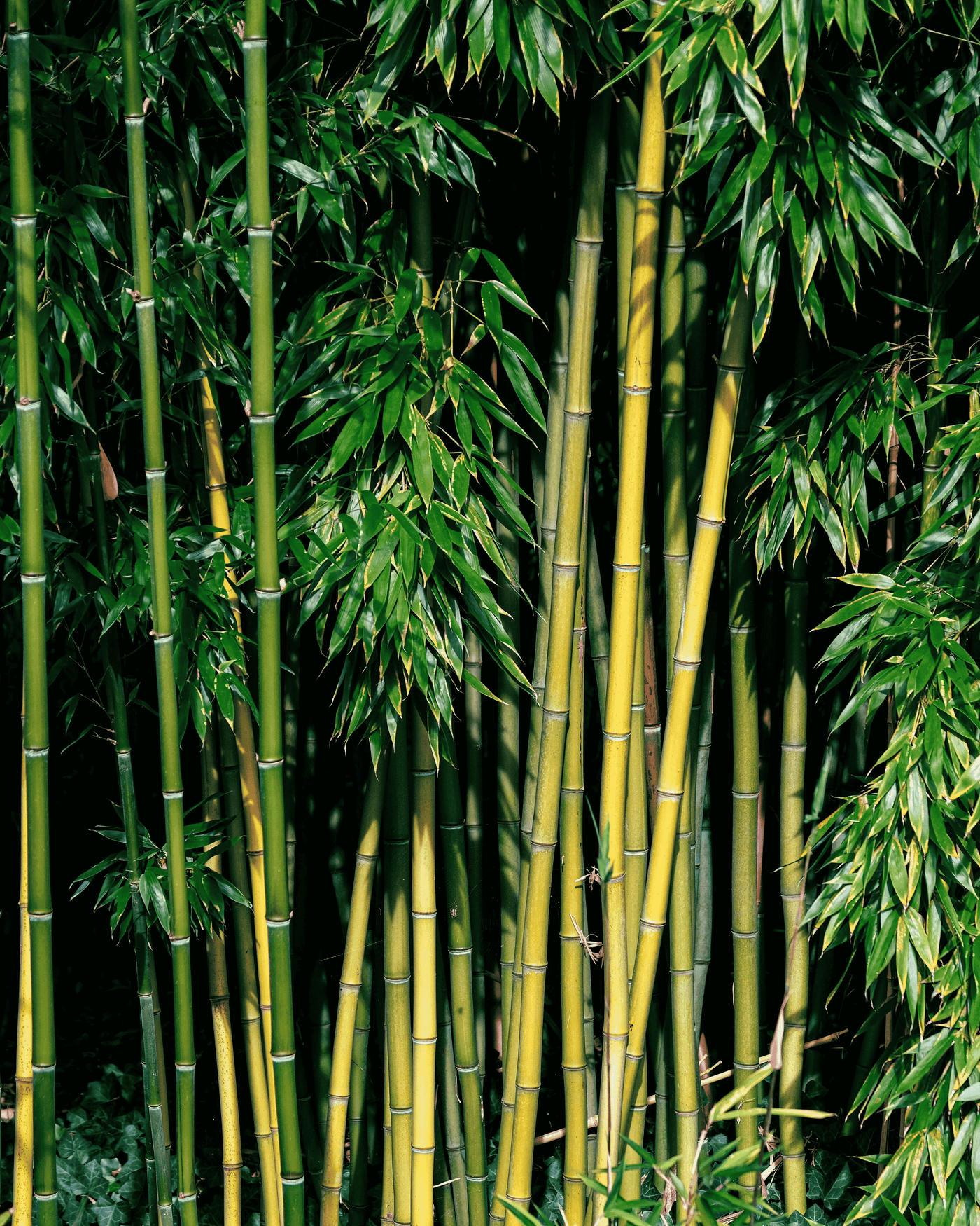 BAMBOO FOR THE SOFTNESS. COTTON FOR THE BACKBONE.